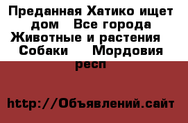 Преданная Хатико ищет дом - Все города Животные и растения » Собаки   . Мордовия респ.